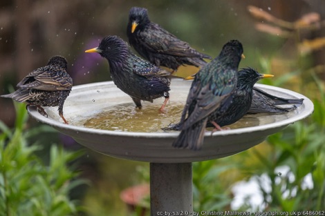 Six starlings bathing in a birdbath